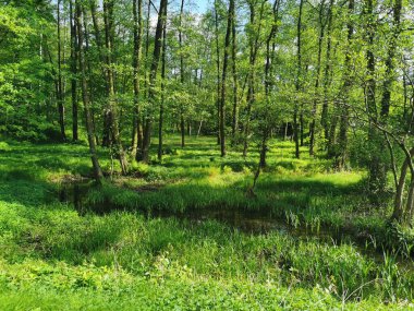 Bahar çok güzel doğal arka plan olarak çek orman