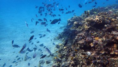 Kızıl Deniz Mısır 'da deniz yaşamı