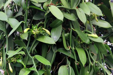 Vanilya bitkisi dokusu çok hoş bir arka plan.