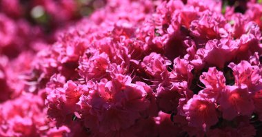 Açelya çiçeği dokusu çok güzel bir bahar arkaplanı.