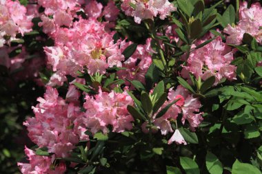 rhododendron çiçek dokusu güzel doğal arkaplan olarak