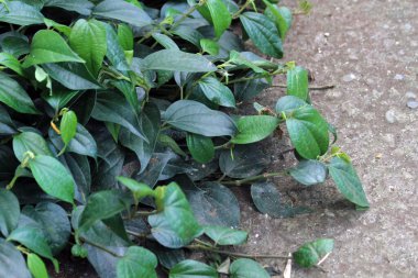 Yeşil biber bitkisi çok güzel doğal bir arka plan.