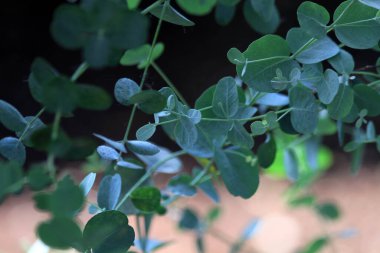 Okaliptüs bitki dokusu güzel doğal bir arka plan.