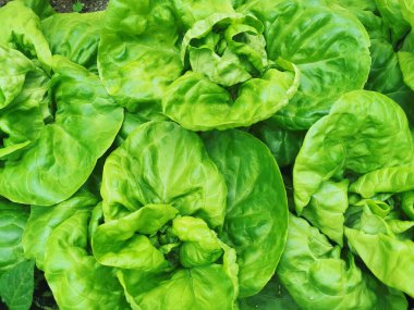 marul yaprağı dokusu çok güzel doğal yemek arkaplanı.