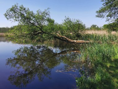 Yazın başında çok eski bir Czech Gölü