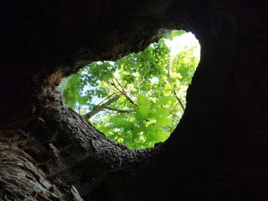 Güzel bir arka planı olan yaşlı bir ağaç.
