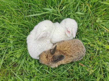 small rabbits in the green spring grass 