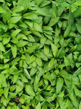 green wood garlic leaves as very nice natural background clipart