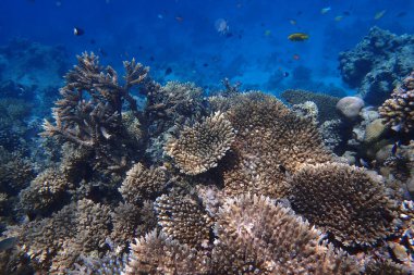 Kızıldeniz 'de deniz yaşamı, Mısır, Hurghada