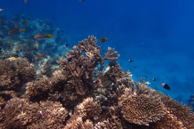 Kızıldeniz 'de deniz yaşamı, Mısır, Hurghada