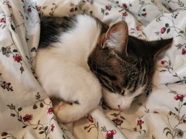 Genç kedi evinde dinleniyor.