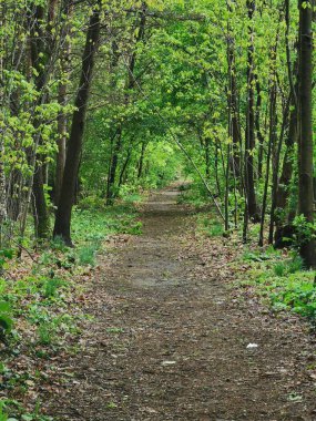 Çek Cumhuriyeti 'ndeki yeşil eski orman