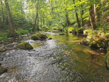 Yazın başında Czech Ormanı Nehri