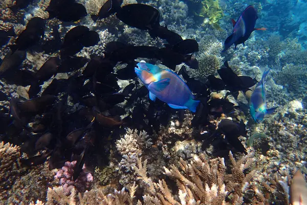 Kızıldeniz 'de deniz yaşamı, Mısır, Hurghada