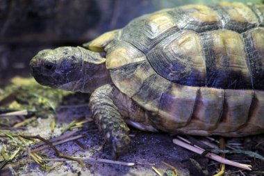 small turtle is walking in the garden clipart