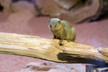 Küçük andu sevimli hayvan cüce firavun faresi (Helogale parvula)