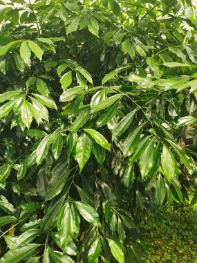 Tarçın bitkisinin ayrıntıları çok güzel bir arka plan.