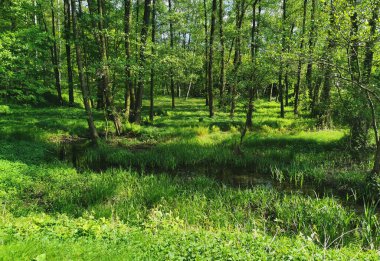 green czech forest as very nice natural background clipart