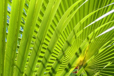 Taze yeşil palmiye yapraklarının dokusu güzel doğal bir arka plan.