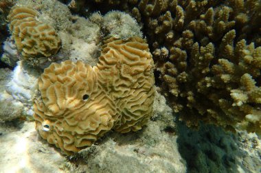 Kızıl denizden gelen beyin mercanı hayvanı