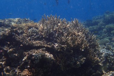 Kızıldeniz 'de deniz yaşamı, Mısır, Hurghada