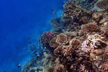 Kızıldeniz 'de deniz yaşamı, Mısır, Hurghada