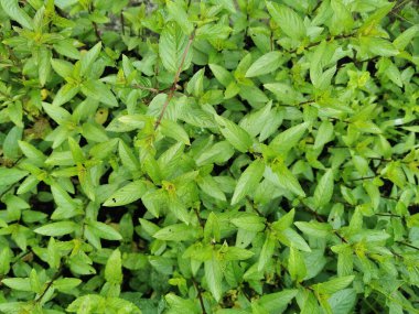 yeşil taze nane dokusu çok hoş bir arka plan.