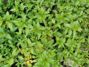 yeşil taze nane dokusu çok hoş bir arka plan.