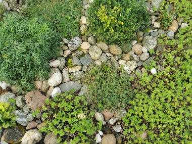 Güzel bitki dokusu çok güzel doğal bir arka plan.