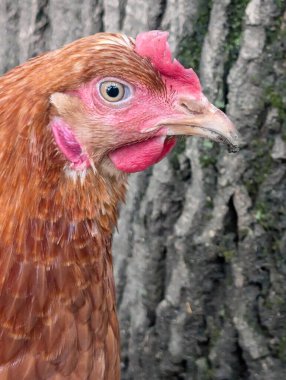 Küçük doğal çiftlikten gelen kızıl tavuk kafası