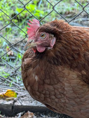 Küçük doğal çiftlikten gelen kızıl tavuk kafası