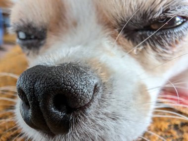 Küçük chihuahua kafasının komik bir ayrıntısı.