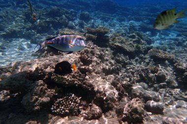 Kızıldeniz 'de deniz yaşamı, Mısır, Hurghada