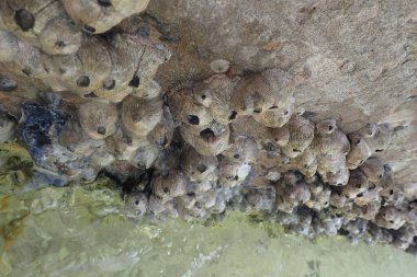 Mısır sahilinden gelen Cirripedia hayvanları çok hoş bir arka plan.