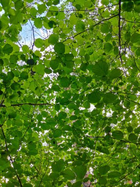 Doğal yaprak dokusu çok güzel.