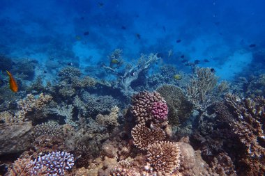 Kızıldeniz 'de deniz yaşamı, Mısır, Hurghada