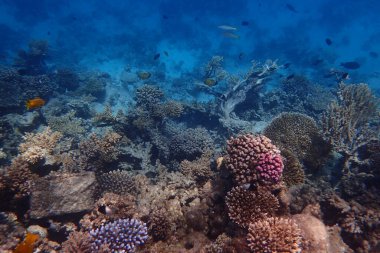 Kızıldeniz 'de deniz yaşamı, Mısır, Hurghada