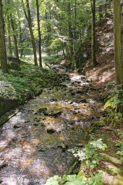 Yazın Jeseniky Dağları 'ndan Çek Ormanı