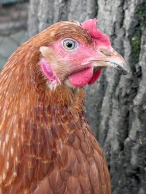 Küçük doğal çiftlikten gelen kızıl tavuk kafası