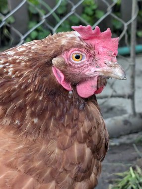 Küçük doğal çiftlikten gelen kızıl tavuk kafası