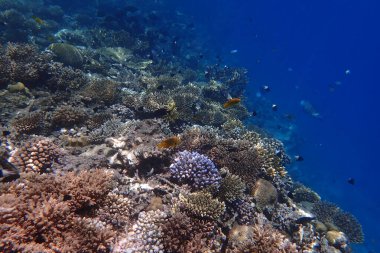 Kızıldeniz 'de deniz yaşamı, Mısır, Hurghada