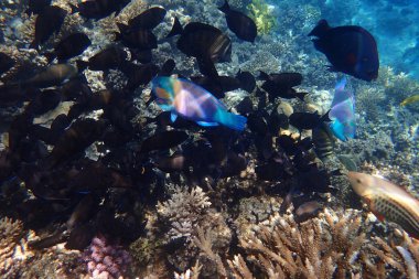 Kızıldeniz 'de deniz yaşamı, Mısır, Hurghada