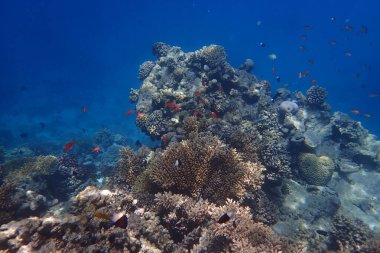 Kızıldeniz 'de deniz yaşamı, Mısır, Hurghada