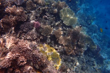 Kızıldeniz 'de deniz yaşamı, Mısır, Hurghada