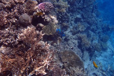 Kızıldeniz 'de deniz yaşamı, Mısır, Hurghada