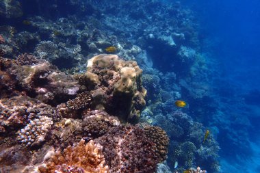 Kızıldeniz 'de deniz yaşamı, Mısır, Hurghada