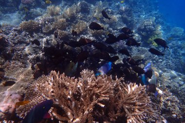 Kızıldeniz 'de deniz yaşamı, Mısır, Hurghada