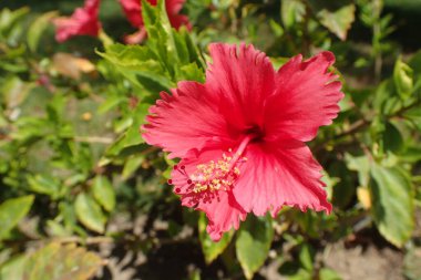 Mısır bahçesinden kırmızı amber çiçeği.