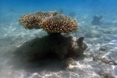 Kızıl Deniz 'deki doğal mercan dokusu Mısır' da
