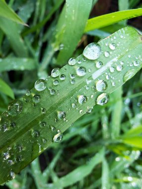 Yeşil çimenlerin üzerinde tatlı su damlaları